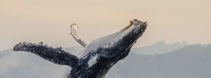 保理联盟 – www.baolilianmeng.com